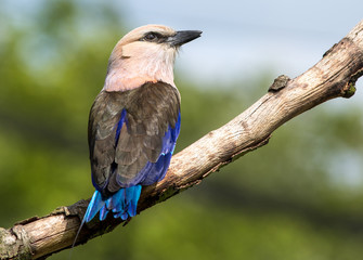 Kookaburra perched on a branch with a natural sky and bush background