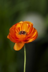 Isolated Bright orange ranunculus flower head