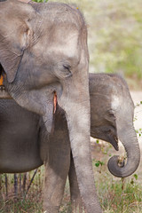Mother and baby elephants in Udawallawe, Sri Lanka