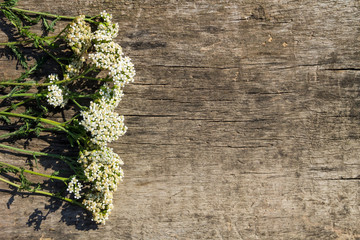 White yarrow flowers (Achillea millefolium) on wooden background