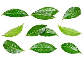 Set Tea leaf isolated on the white background