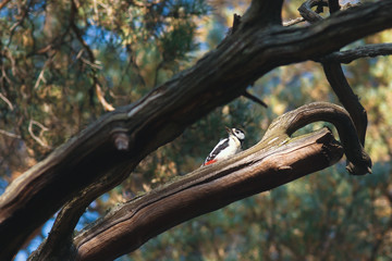 Woodpeckers on a pine tree in russia forest