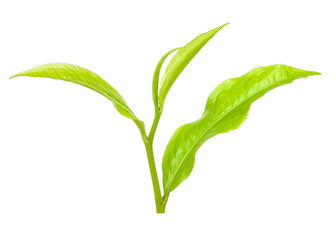 Tea leaf isolated on the white background