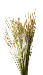 Fototapeta premium dry grass