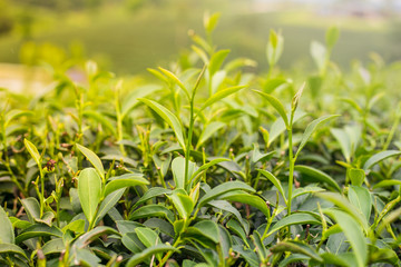 Green tea bud and fresh leaves. Tea plantations in Chiangrai province, the north of Thailand.