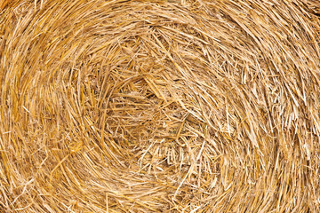 Close up of a wheat haystack rolled up in the field