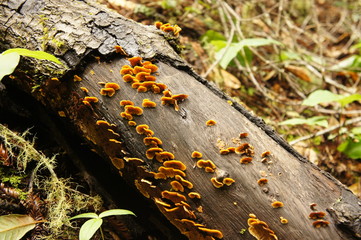 Fungus growing on fallen tree