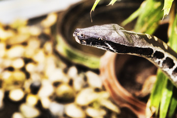 Reticulated python portrait - selective focus