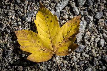 a yellowish sheet lying on a stone path