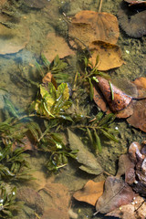 colored fall leaves under water in a pool