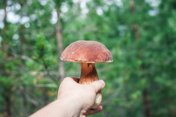 In the forest in summer, an adult man holds a cep in his hands.