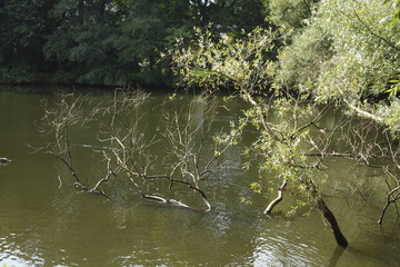 Gräser an einem Seeufer