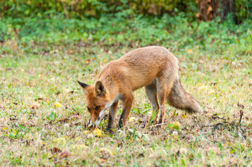 Fototapeta premium Red Fox