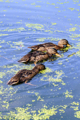 three ducks feed on pond overgrown with slime