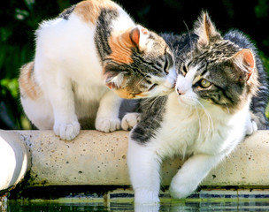 zwei schmusende katzen © fotoart-wallraf