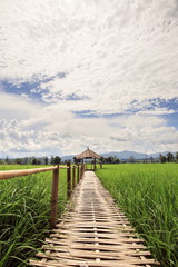 Obraz premium Hut and rice field in nature