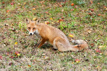 Red Fox
