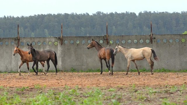 Group of horses