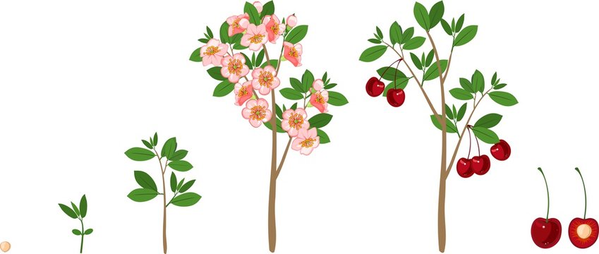 Plant growing from seed to cherry tree. Plant growth stage