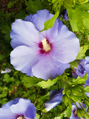 Lilafarbene  Hibiskusblüte am Strauch 