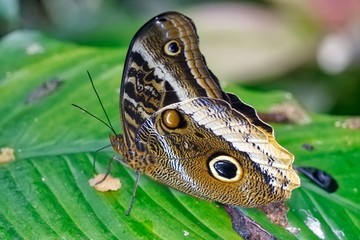 Tropic Butterfly