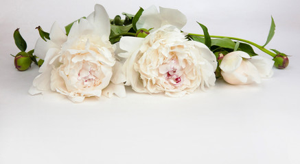 Obraz na płótnie Canvas Decorative card with white peonies flowers