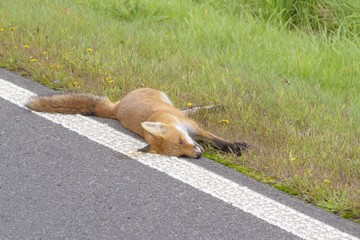 Fuchs tot am Strassenrand