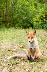 Red Fox