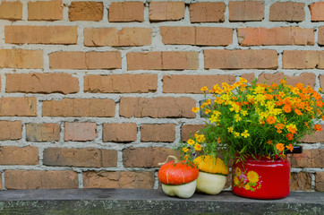 Flowers in flowerpot  with decorative pumpkins on the brick wall background