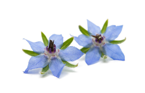 Borage Flower