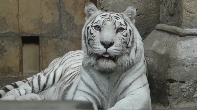 White bengal tiger is looking at camera