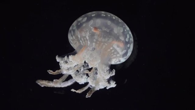 4K loop dancing white jellyfish in black water