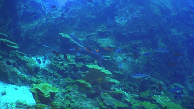 Whitetip reef sharks school of fish on underwater seabed of natural aquarium. Unique landscape, rocky pinnacles, canyons, walls and caves. Beautiful relax array of marine life ready for exploration.