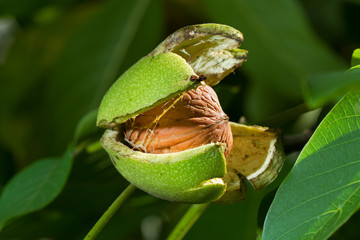Ripe nut of a Walnut tree