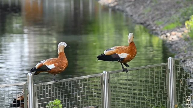 Two ogar ducks sitting on a fence with the lake behind them