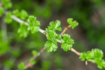 Leaves of a currant bush close-up spring garden background