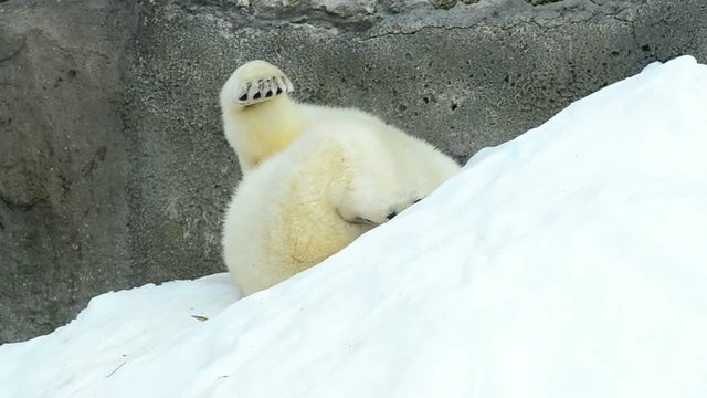 Young white bear laying on a snow