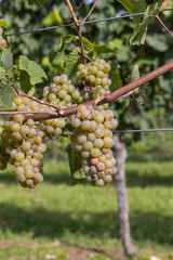 harvest delicious grapes on a field in Germany 5