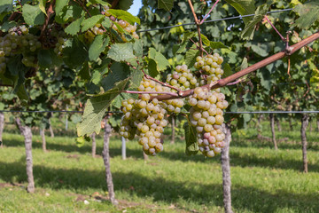 harvest delicious grapes on a field in Germany 4