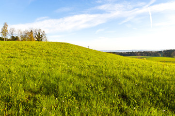 Swiss landscape with forests and meadow