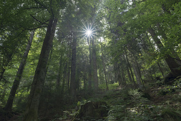 The forest in the village of Triverg in Germany