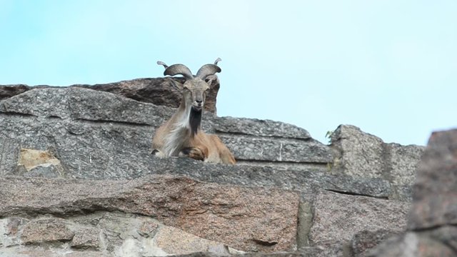 Young murkhar male laying on a rock