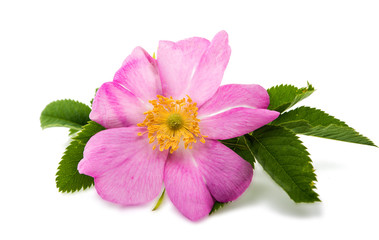 wild rose flower isolated