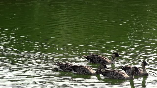 Group of Hawaiian goose Nene on a pond. Big island, Hawaii, USA