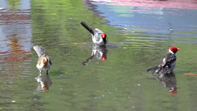 Group of Yellow-billed cardinals (Paroaria capitata) bathing in a puddle, Big island, Hawaii, USA