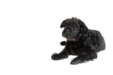 Black Schnauzer Dog is lying