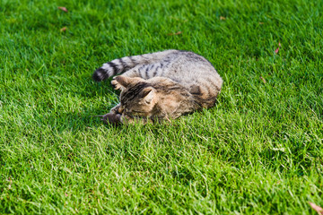 Cat playing with a mouse he just caught.