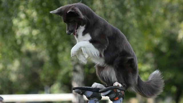 Border collie showing complex element