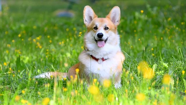 Welsh corgi Pembroke on a green lawn with yellow mayflowers