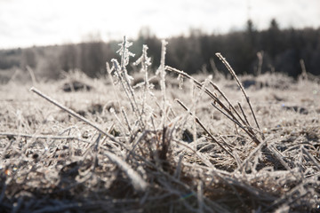 Fototapeta premium Frozen grass